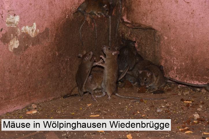 Mäuse in Wölpinghausen Wiedenbrügge